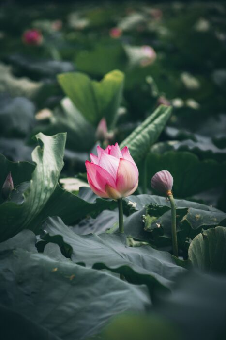 Exploring the Symbolism of the Lotus Flower in Buddhist Art